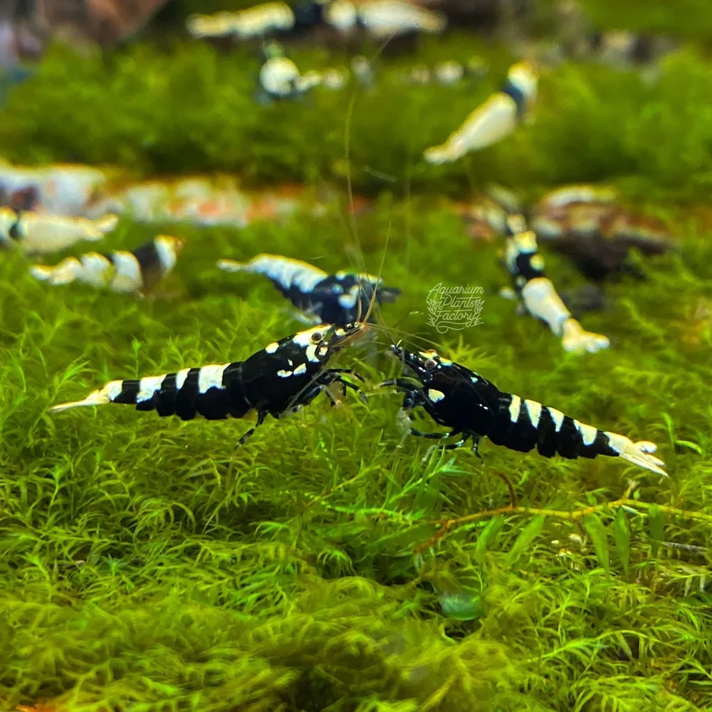 Phoenix moss (Fissidens fontanus)
