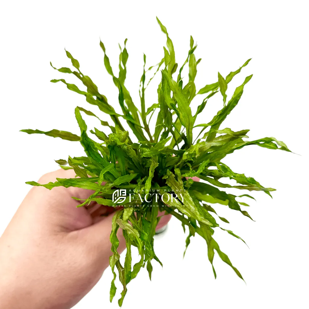 Pogostemon Dassen (Pogostemon stellatus 'Dassen')