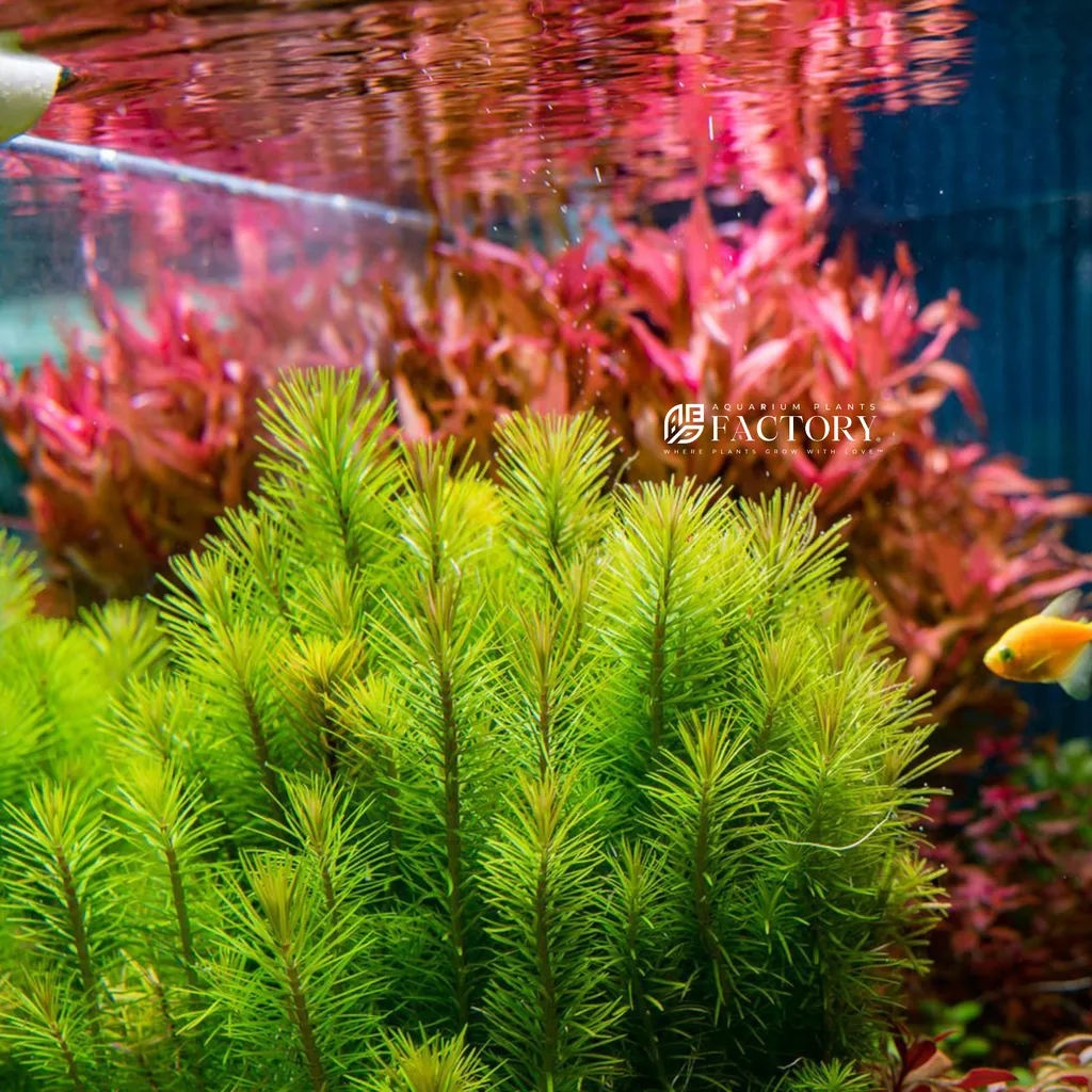 Pogostemon erectus (Pogostemon deccanensis)