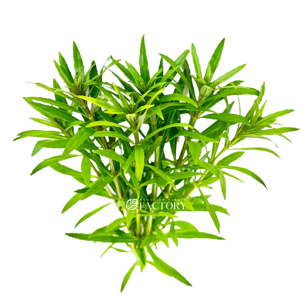 Pogostemon quadrifolius (Pogostemon quadrifolius)