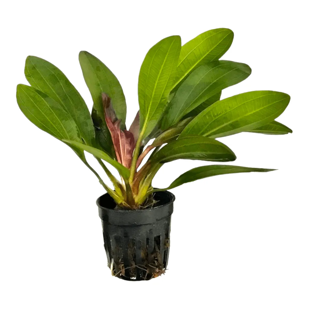 Red rubin sword (Echinodorus 'Red Rubin')