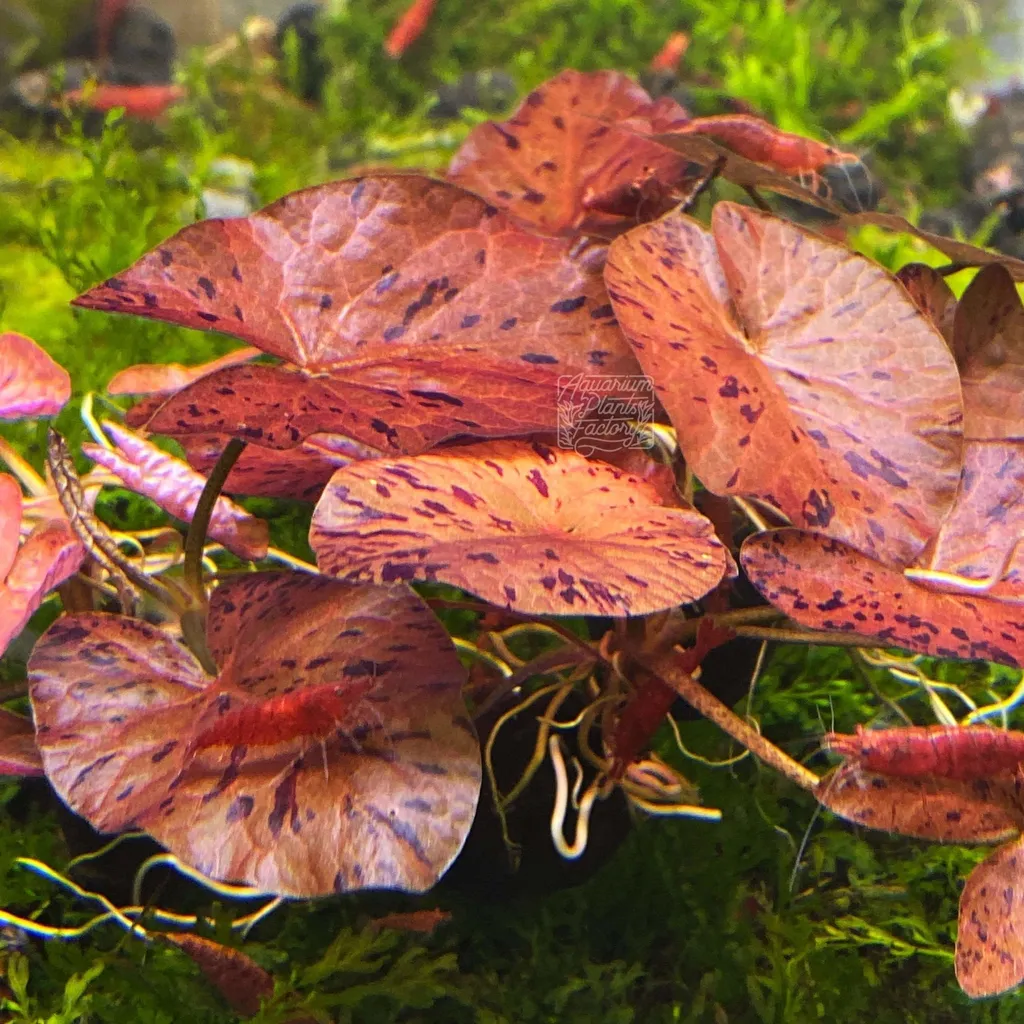 Red tiger lotus (Nymphaea lotus)