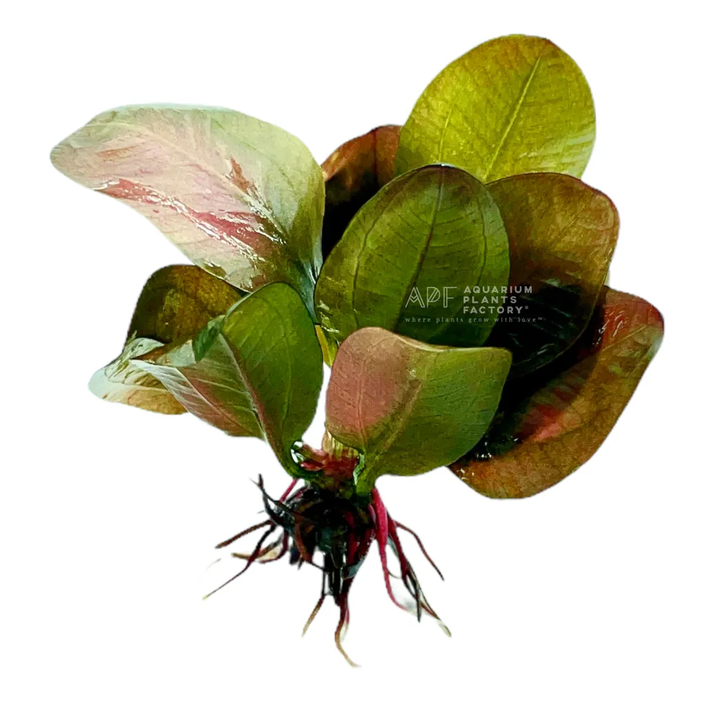 Reni sword (Echinodorus 'Reni')