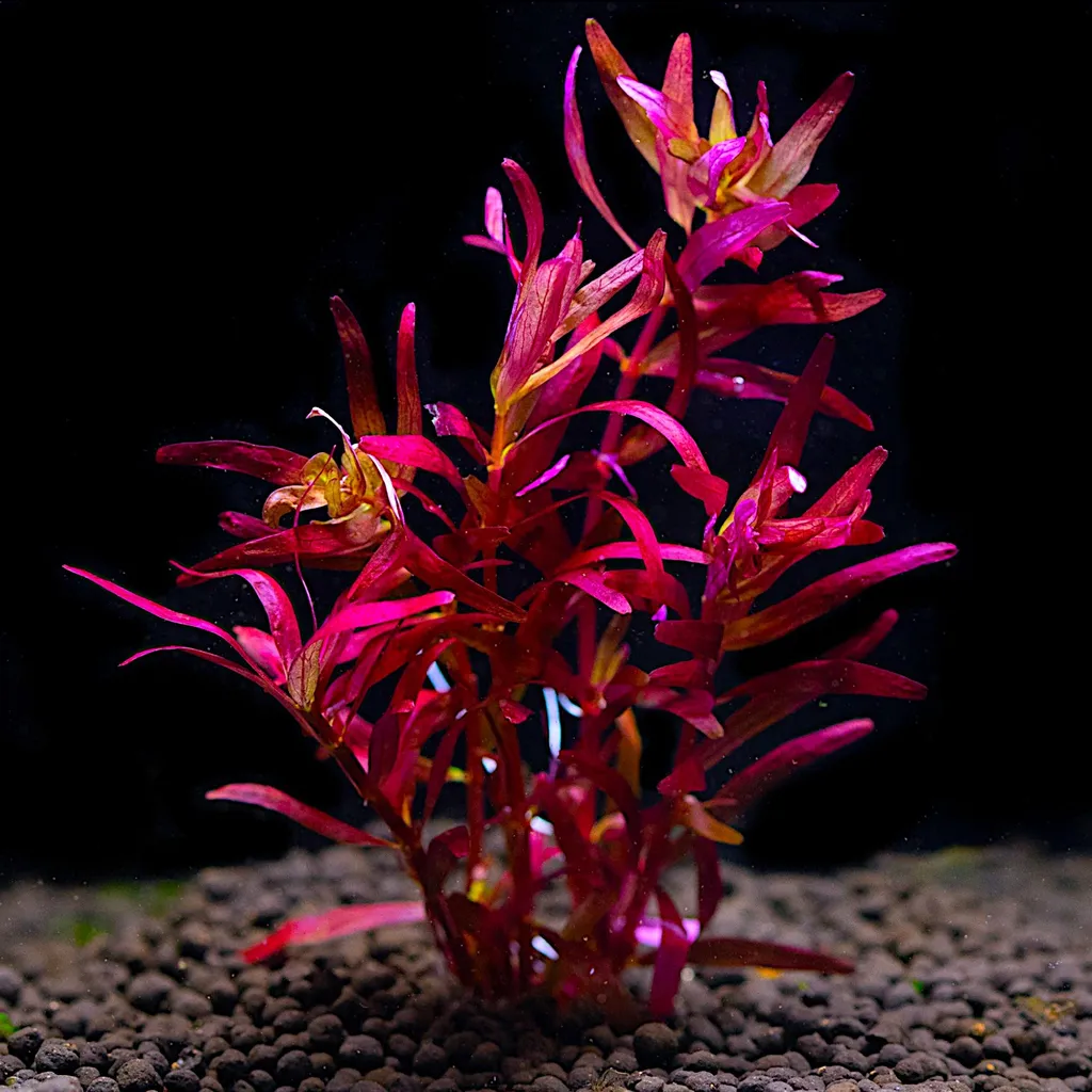 Rotala Blood Red (Rotala rotundifolia 'Blood Red')