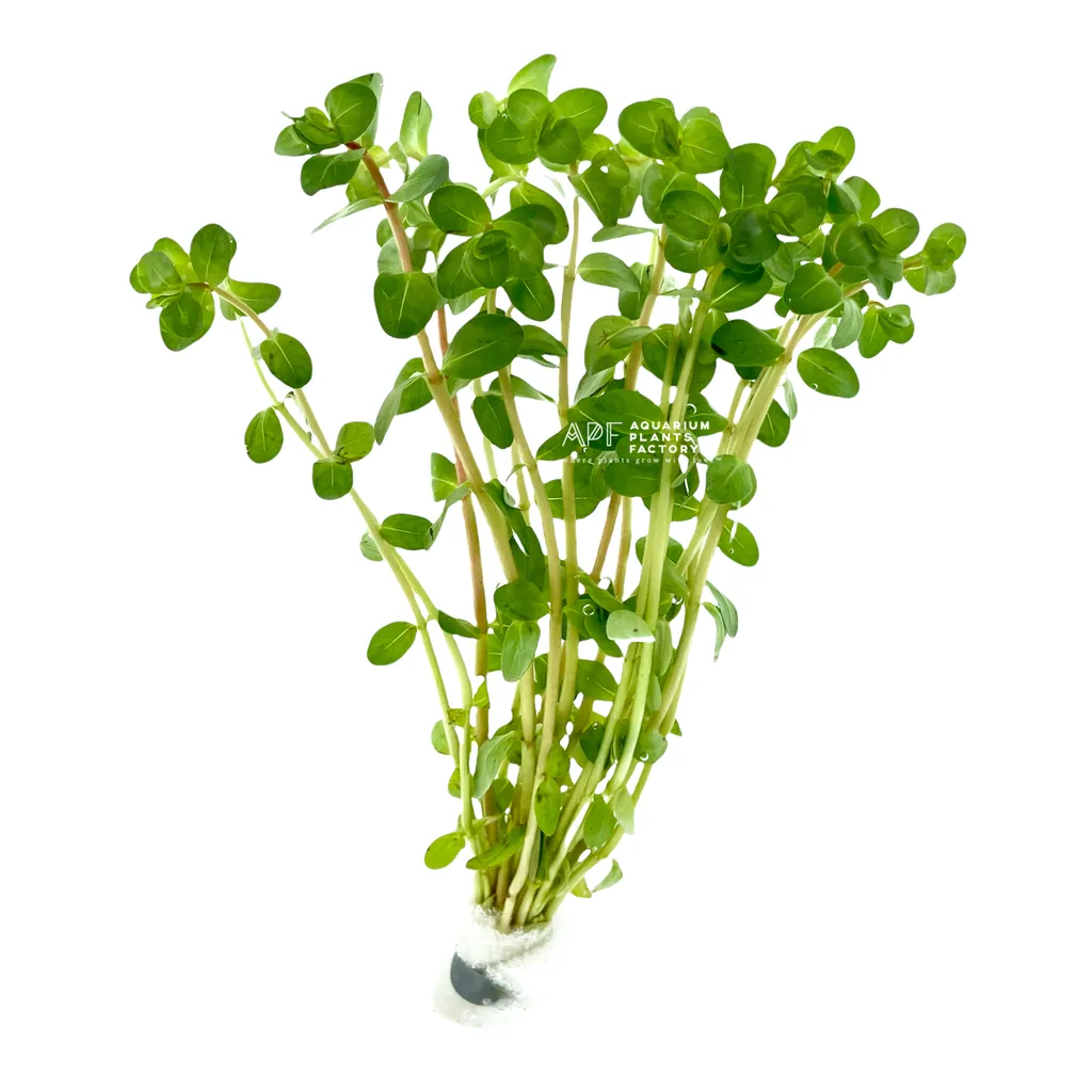 Rotala Ceylon (Rotala rotundifolia 'Ceylon')