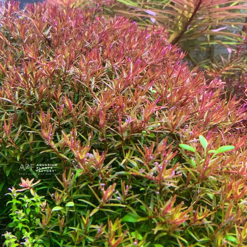 Rotala Colorata (Rotala rotundifolia 'Colorata')