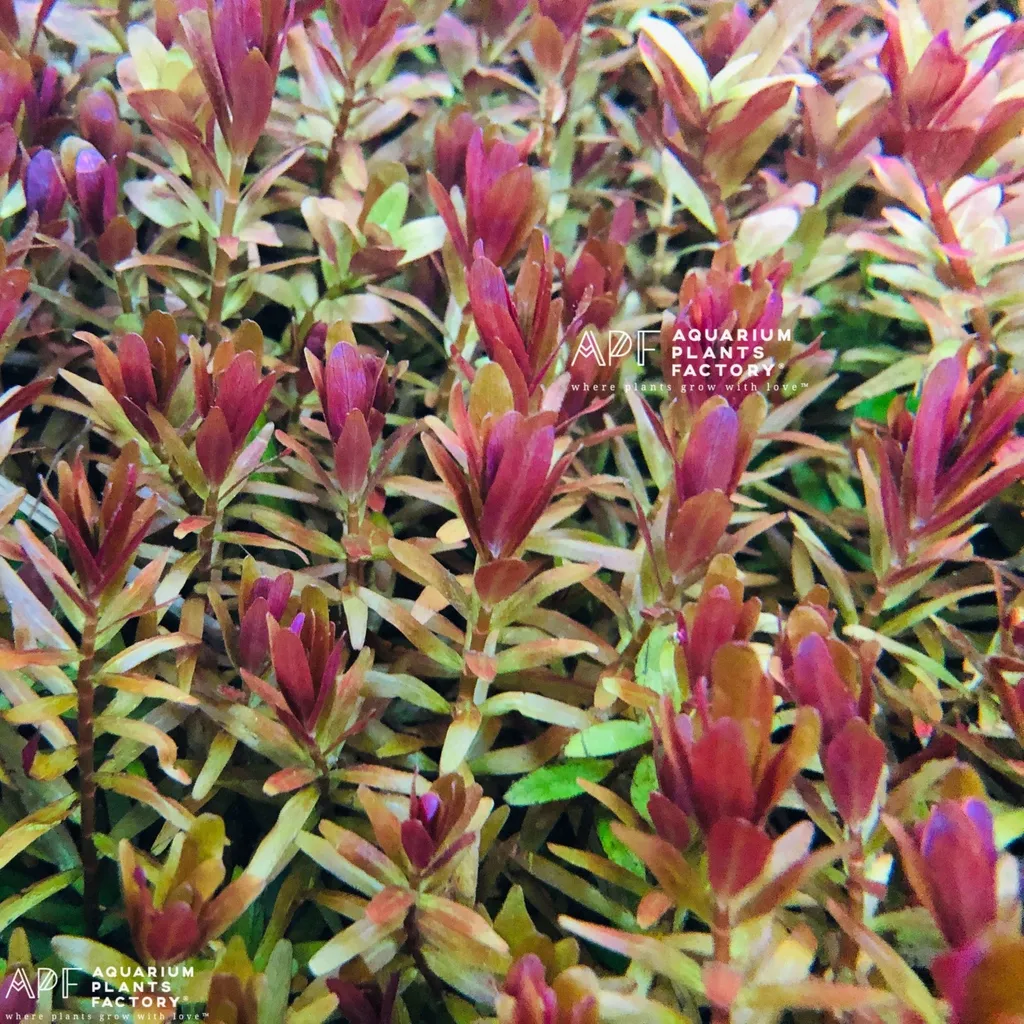 Rotala H'ra (Rotala rotundifolia 'H'ra')