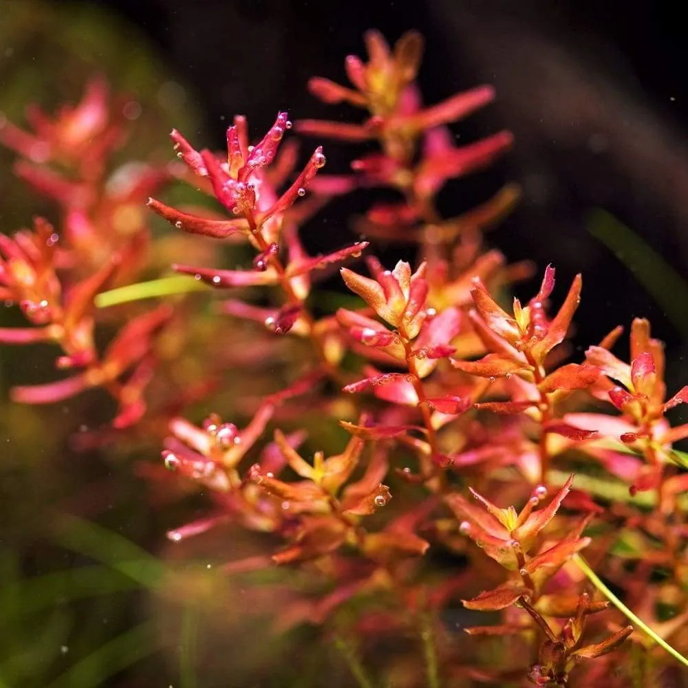 Rotala macrandra Mini Butterfly (Rotala macrandra 'Mini')