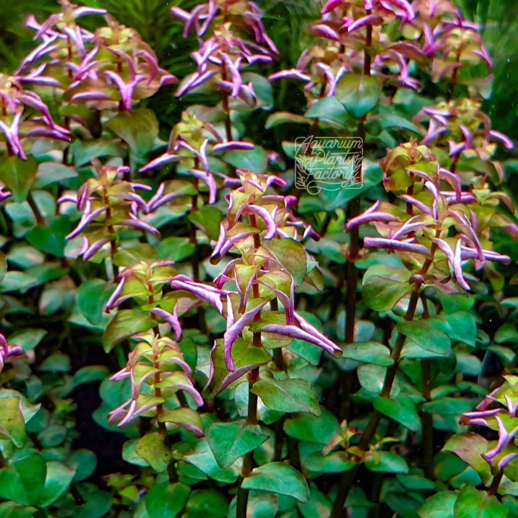 Rotala macrandra Pearl (Rotala macrandra 'Pearl')