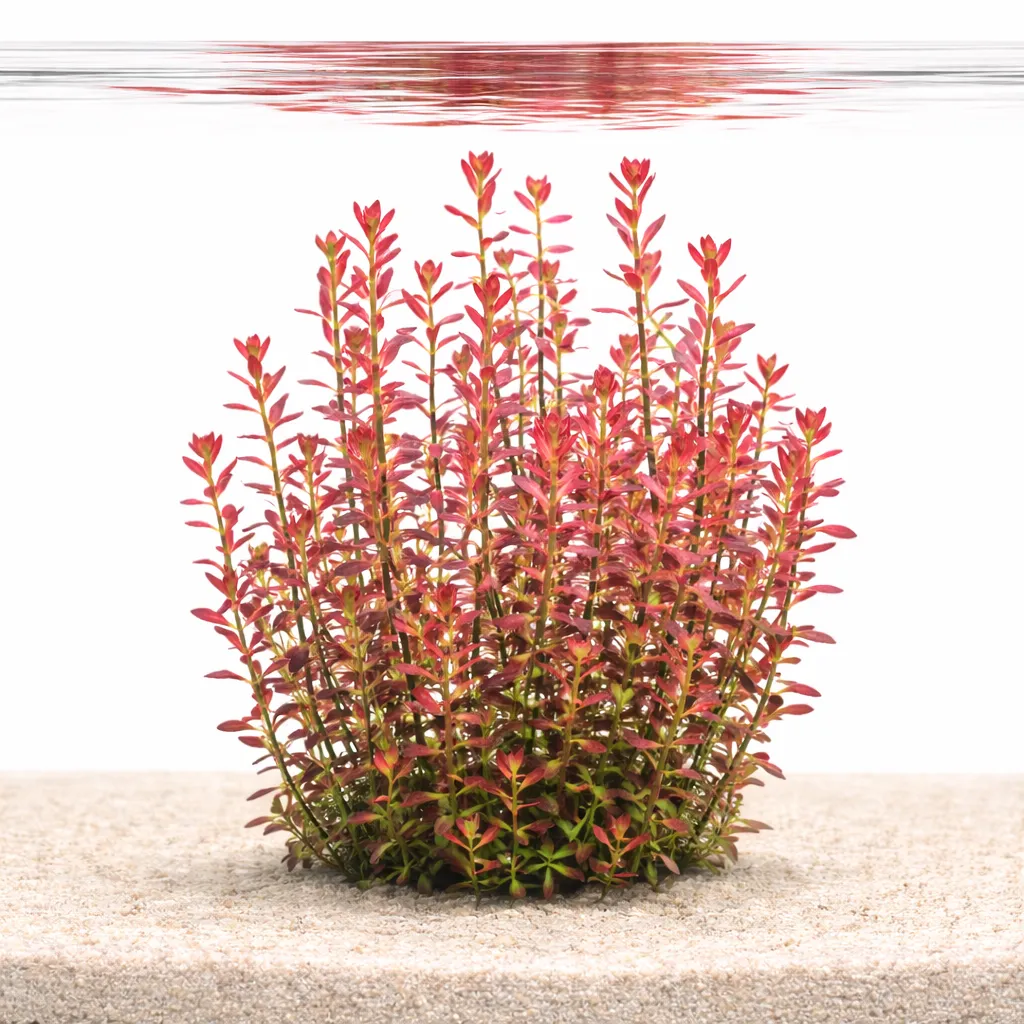 Rotala ramosior (Rotala ramosior)