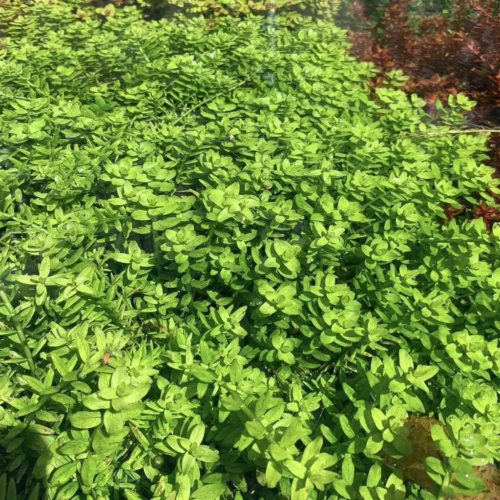 Rotala rotundifolia (Rotala rotundifolia)