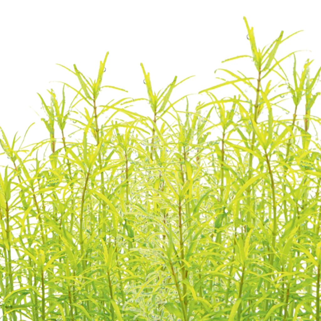 Rotala Wayanad (Rotala rotundifolia 'Wayanad')
