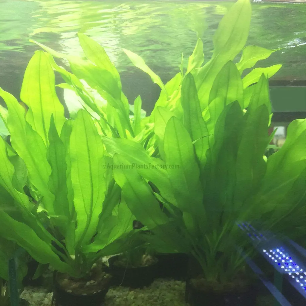 Ruffled sword (Echinodorus major)
