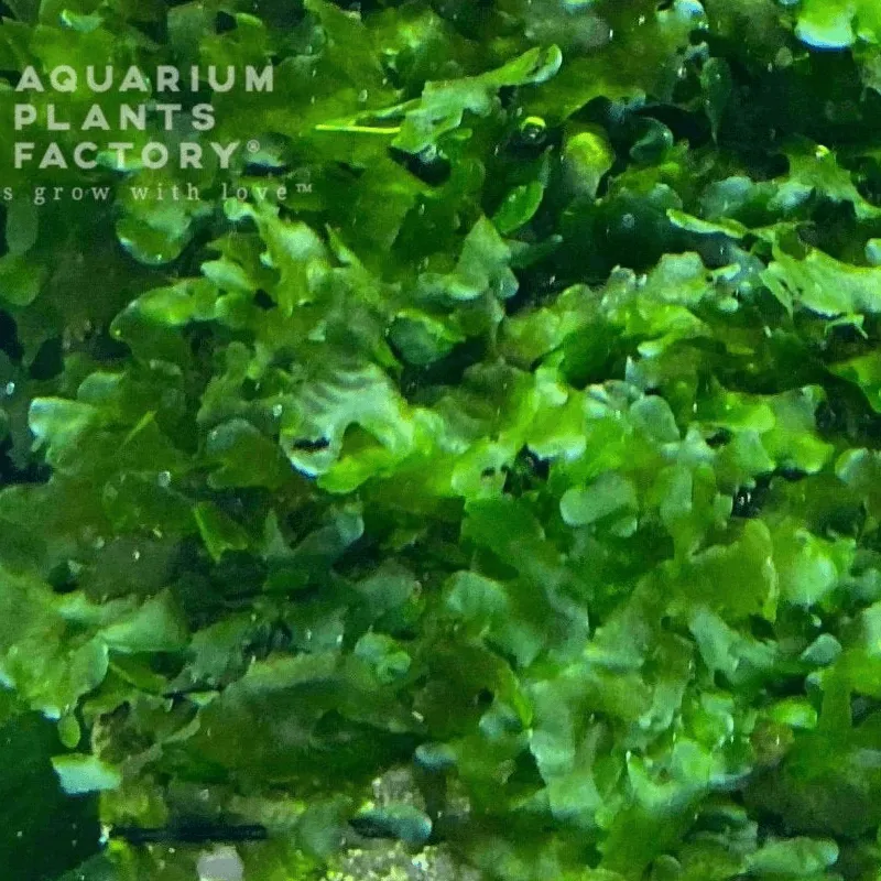 Süsswassertang (Lomariopsis cf. lineata)