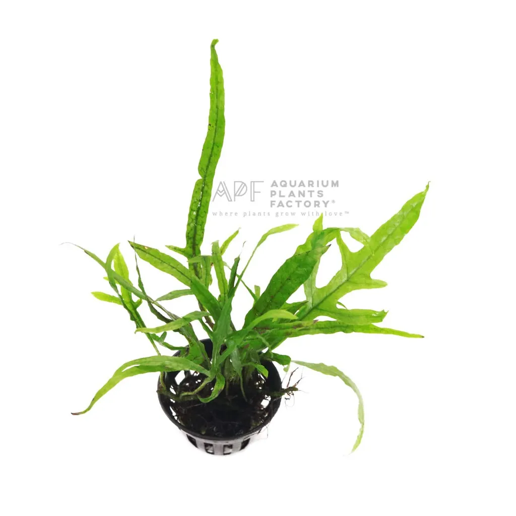Trident java fern (Leptochilus pteropus 'Trident')