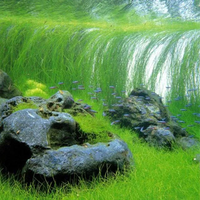 Umbrella hairgrass (Eleocharis vivipara)