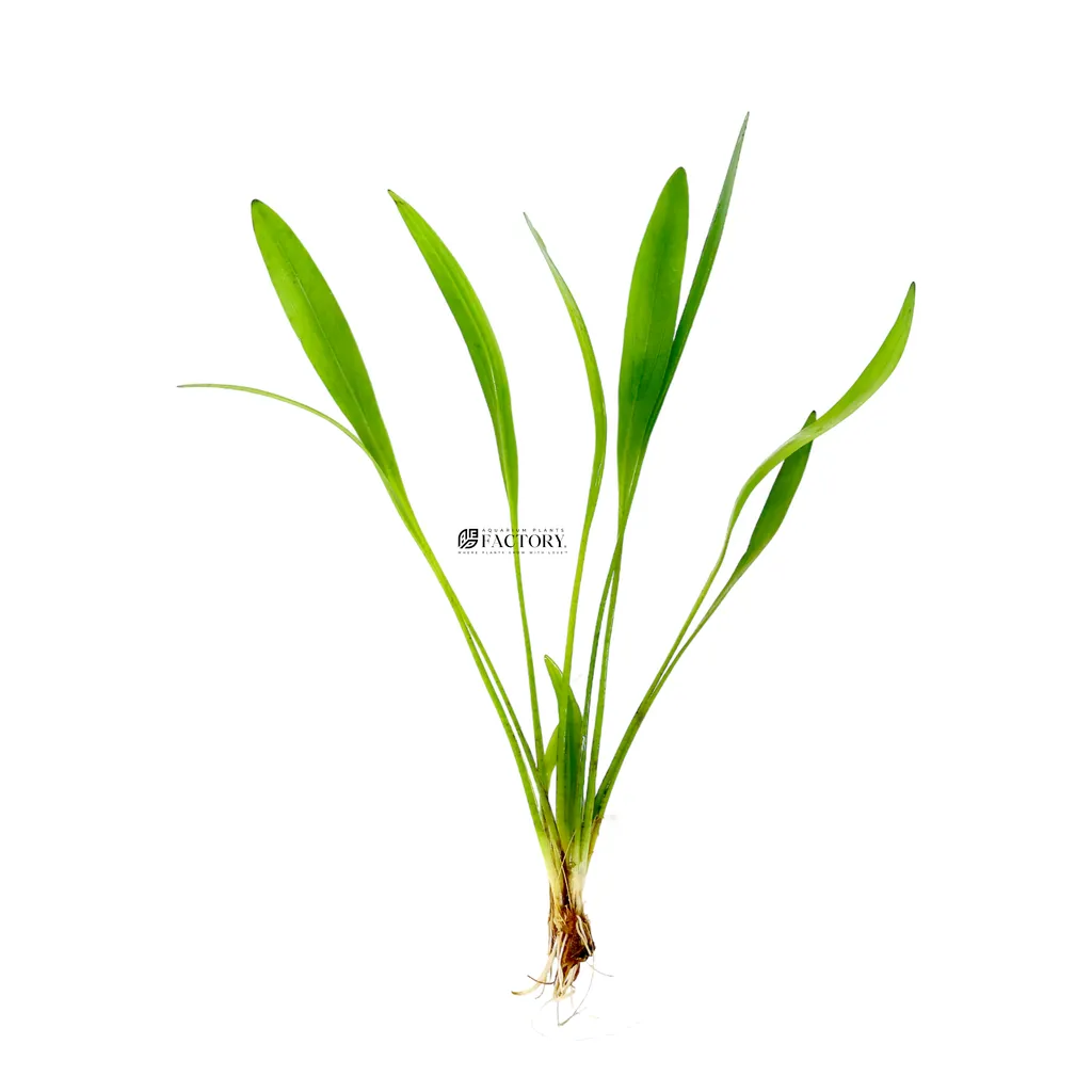 Uruguay sword (Echinodorus uruguayensis)