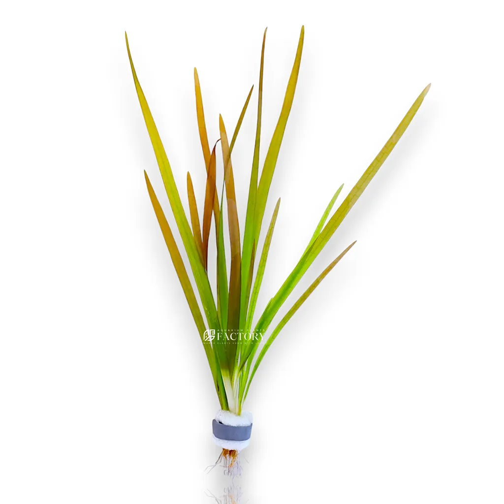 Vallisneria Rubra (Vallisneria australis 'Rubra')