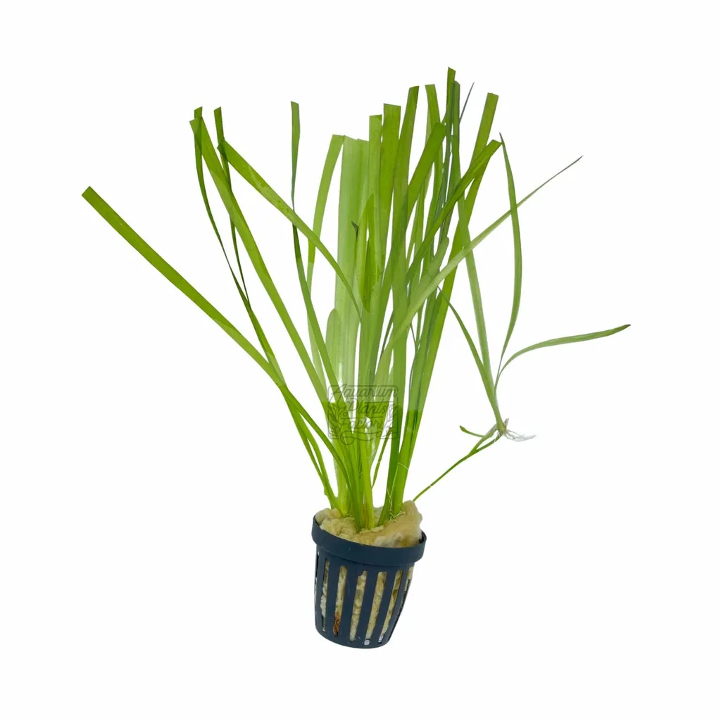 Vallisneria spiralis (Vallisneria spiralis)
