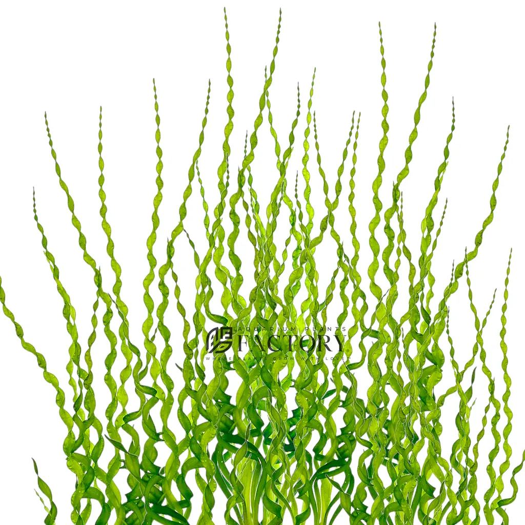 Vesuvius sword (Helanthium bolivianum 'Vesuvius')