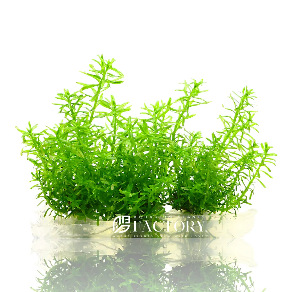 Water hedge (Didiplis diandra)