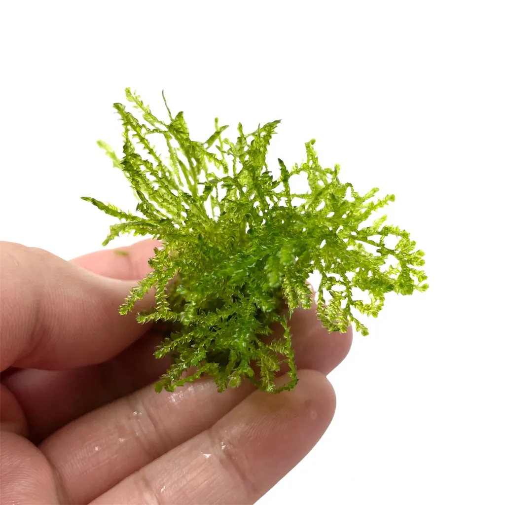 Weeping moss (Vesicularia ferriei)