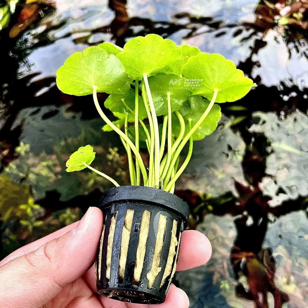 Whorled pennywort (Hydrocotyle verticillata)