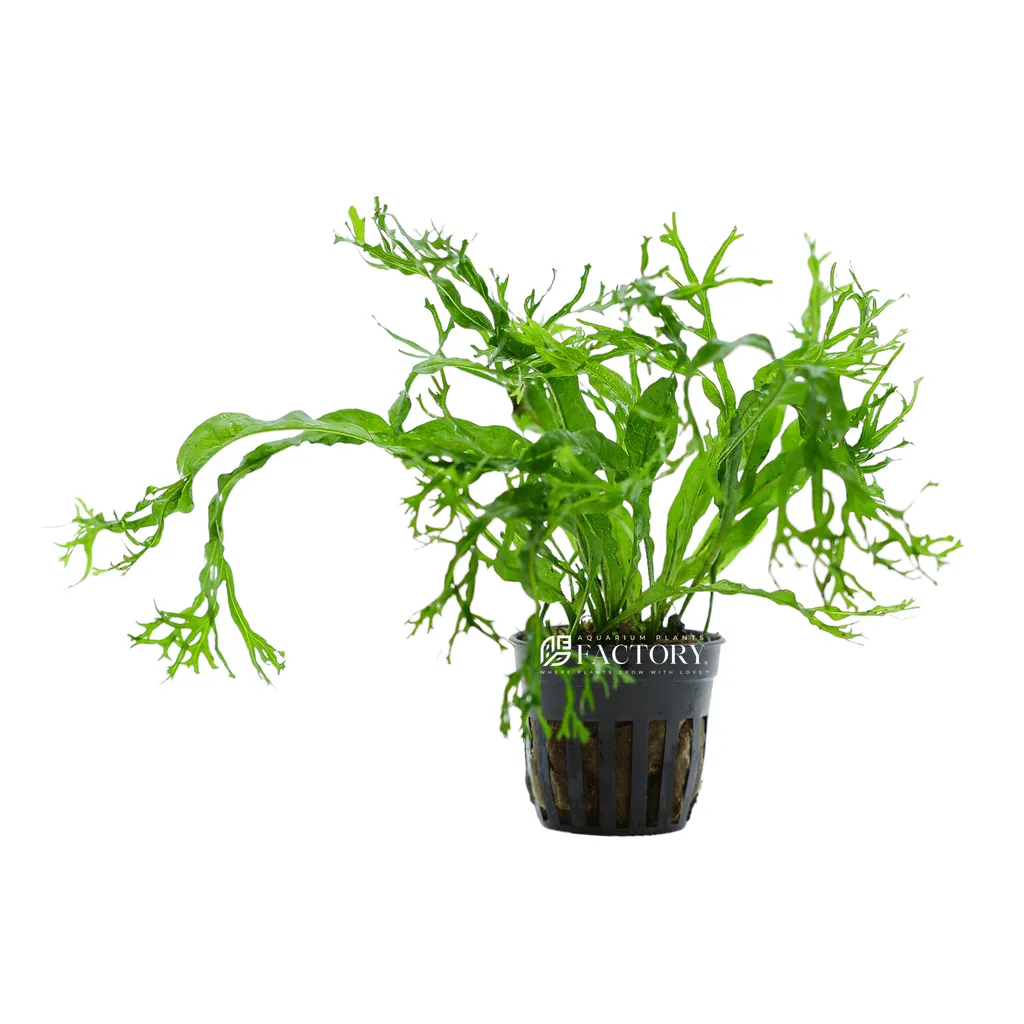 Windelov java fern (Leptochilus pteropus 'Windelov')