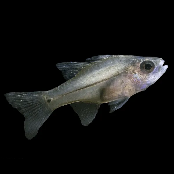 Amboina Cardinalfish (Fibramia amboinensis)