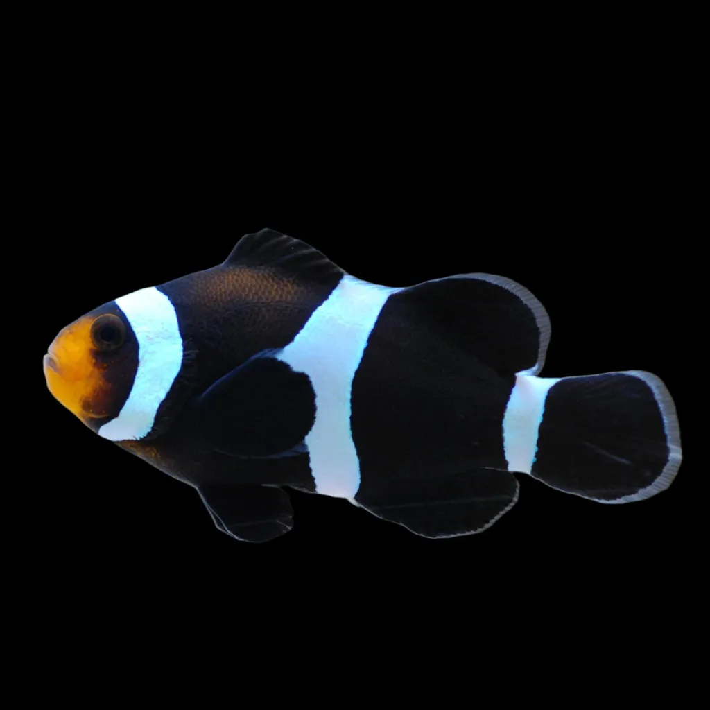 Black Darwin clownfish (Amphiprion ocellaris)