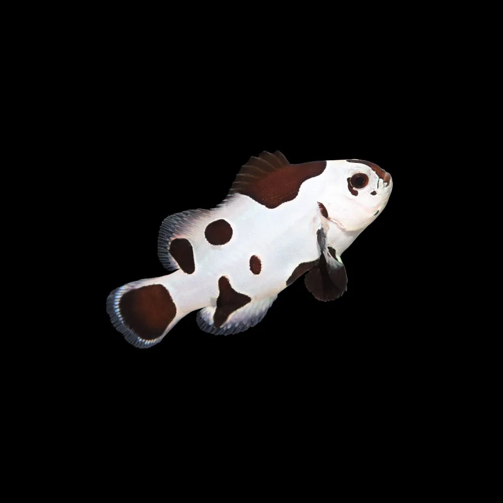 Black Storm clownfish (Amphiprion ocellaris)