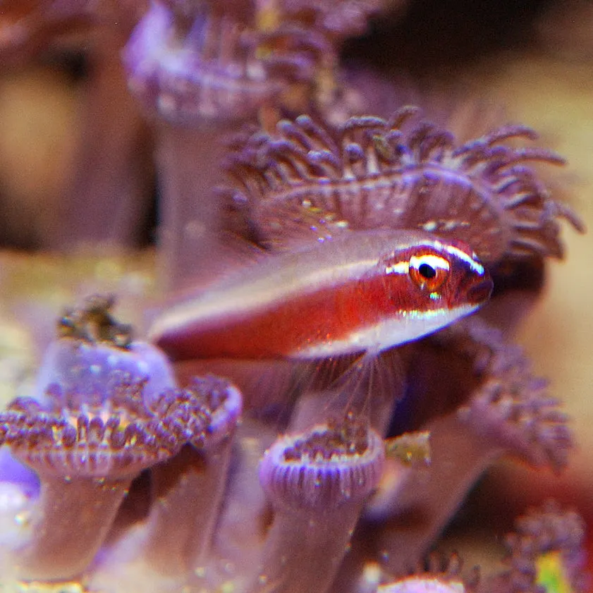 Brahm's Dwarfgoby (Eviota brahmi)