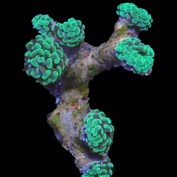 Branching Hammer Coral (Fimbriaphyllia paraancora)