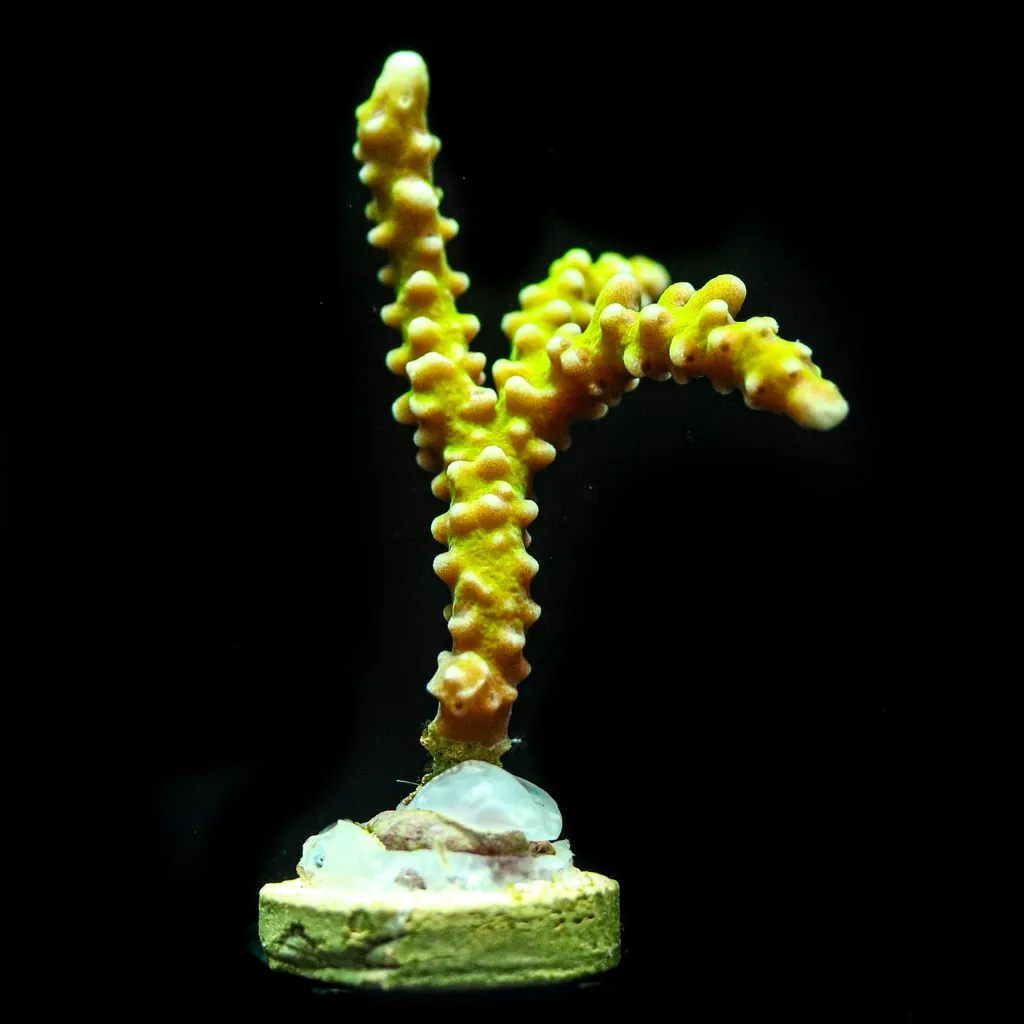 Briar Coral (Anacropora sp.)