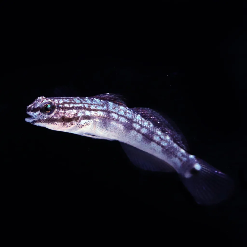 Buan's Sleeper Goby (Amblygobius buanensis)