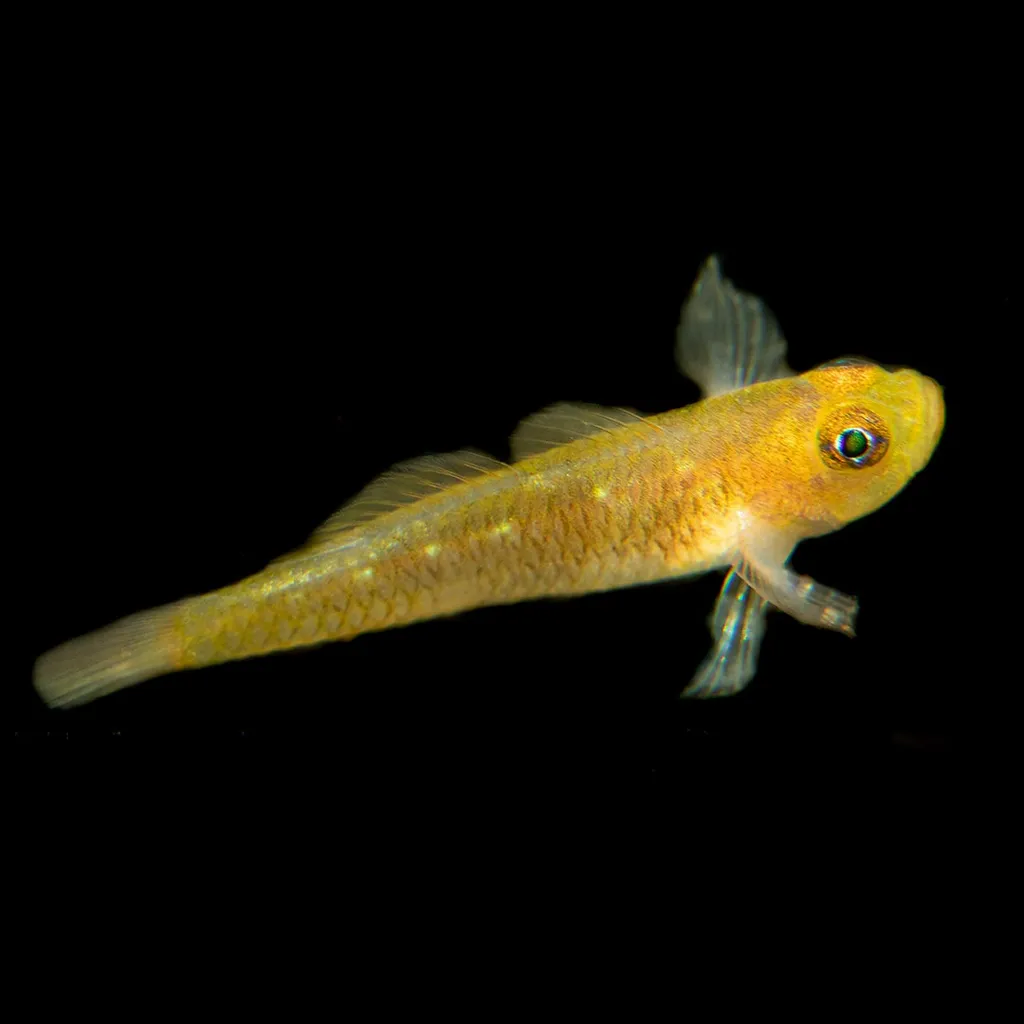 Citron Pygmygoby (Trimma kitrinum)