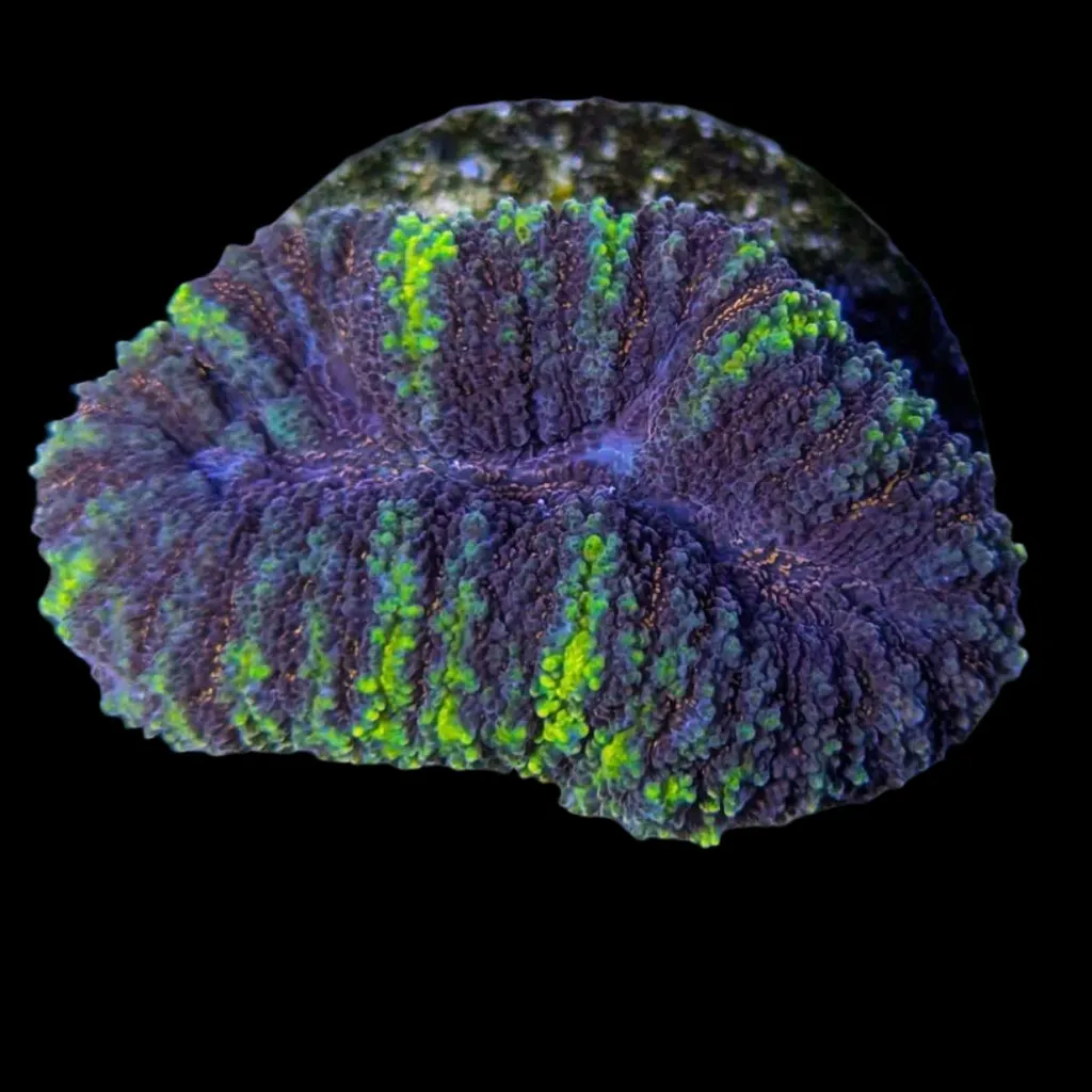 Grooved brain coral (Lobophyllia recta)