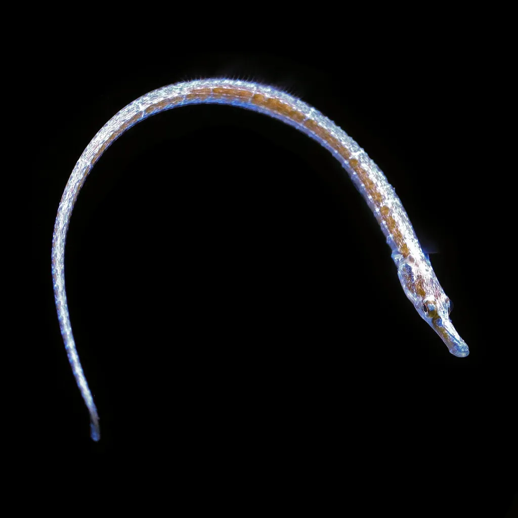 Gulf Pipefish (Syngnathus scovelli)