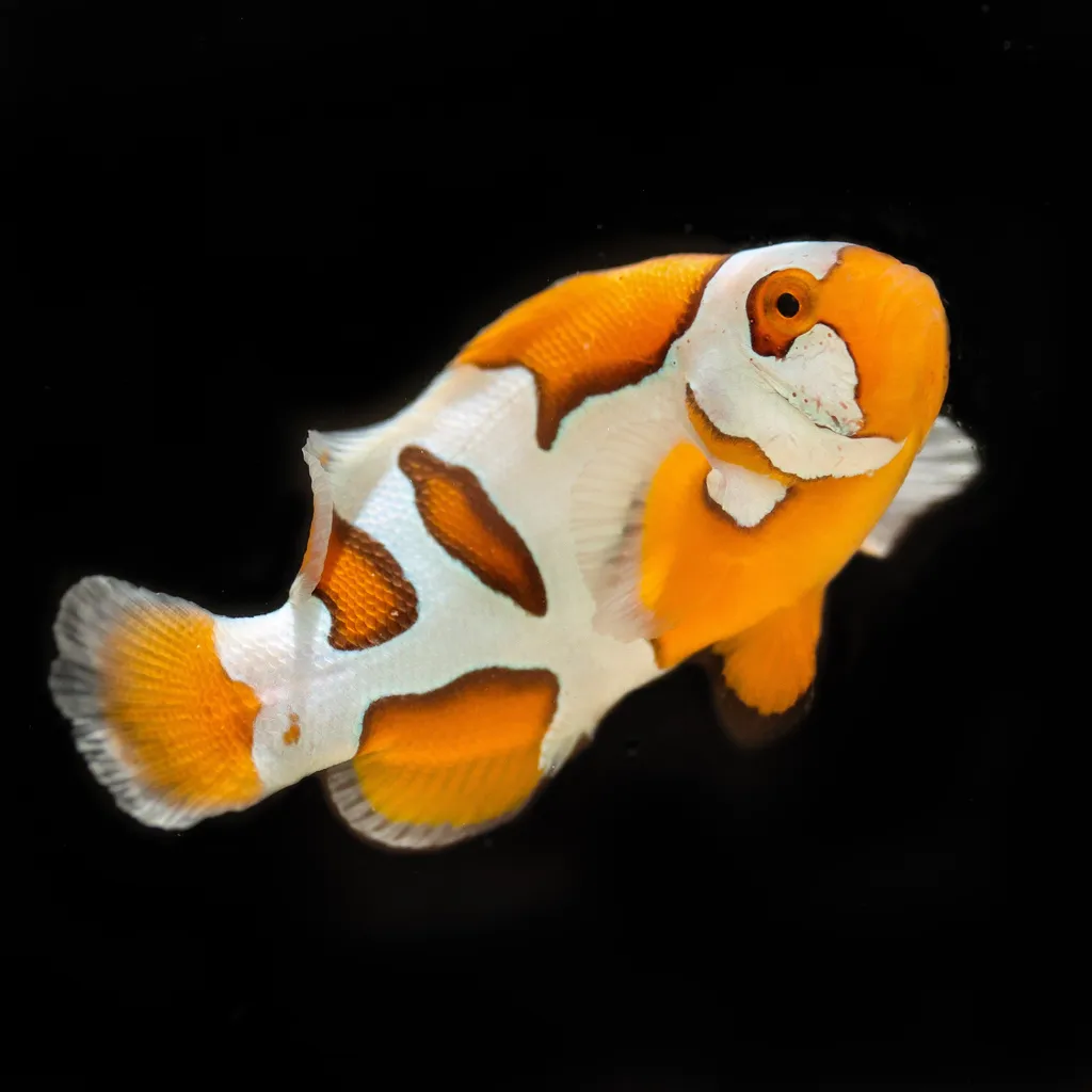 Helmet Picasso clownfish (Amphiprion percula)