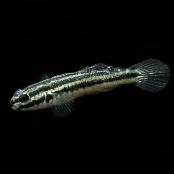Link's Goby (Amblygobius linki)