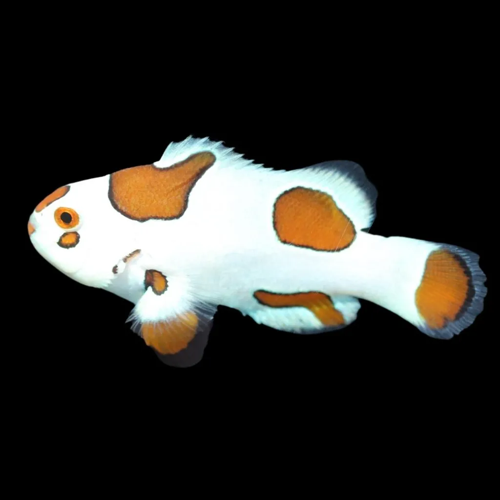 Mocha Storm clownfish (Amphiprion ocellaris)