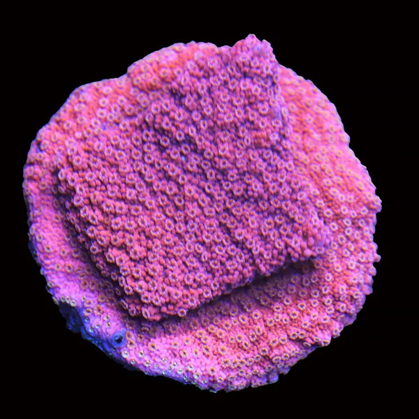 Encrusting Montipora (Montipora confusa)