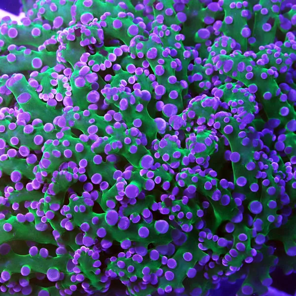 Octospawn Coral (Fimbriaphyllia yaeyamaensis)