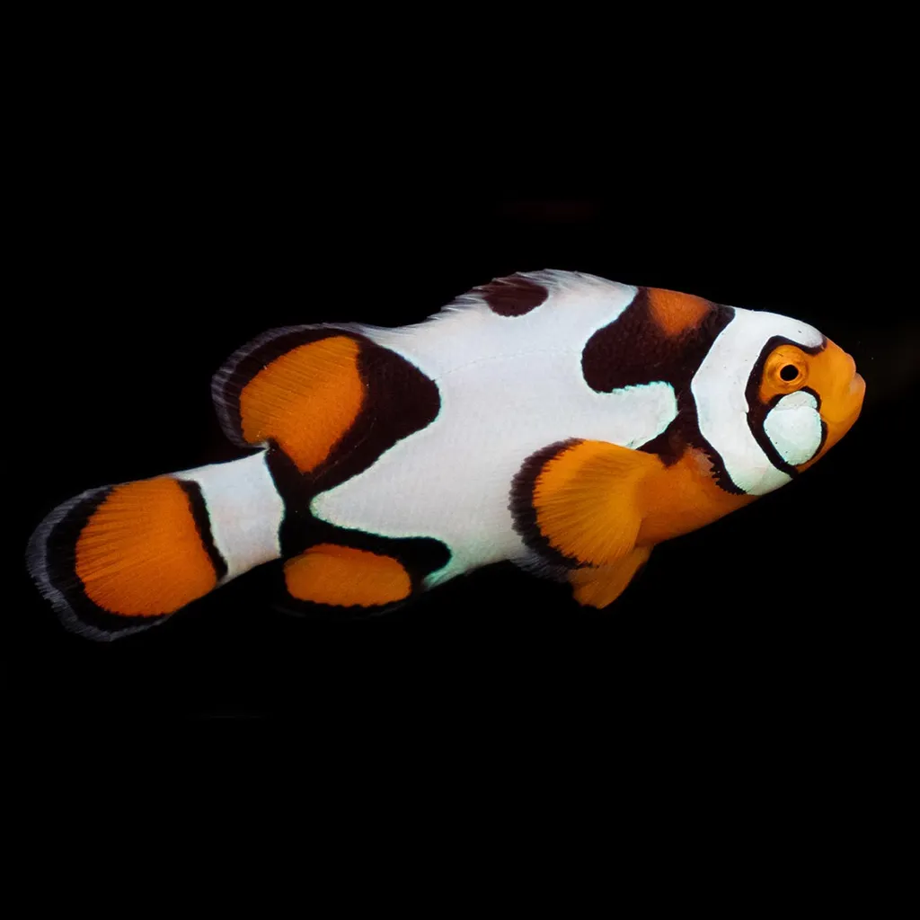 Picasso clownfish (Amphiprion percula)