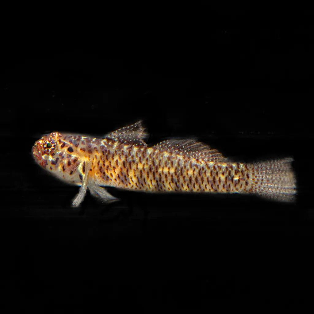 Queensland Dwarfgoby (Eviota queenslandica)