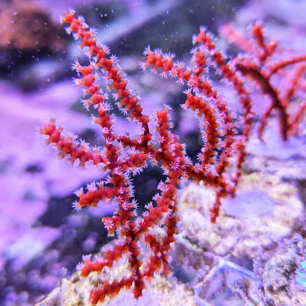 Red Swiftia Sea Fan (Swiftia exserta)