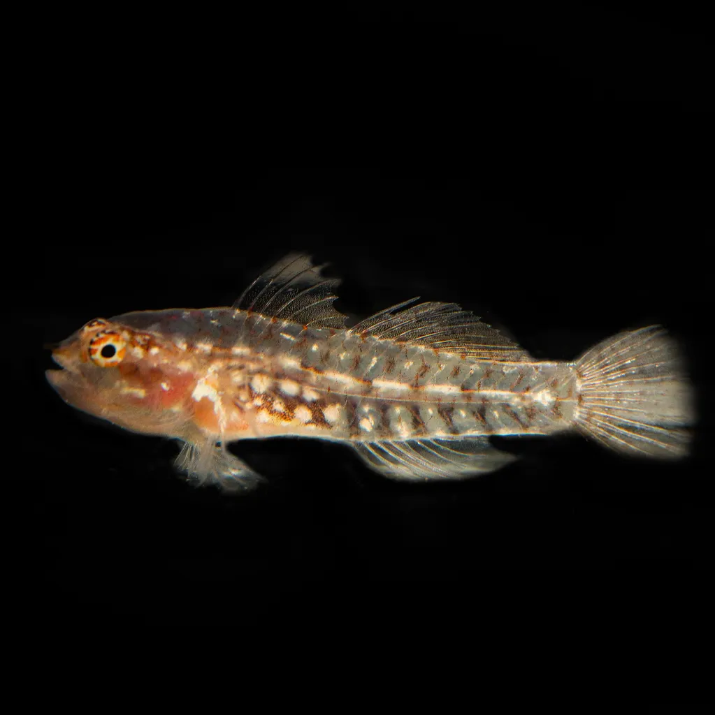 Storthynx Dwarfgoby (Eviota storthynx)