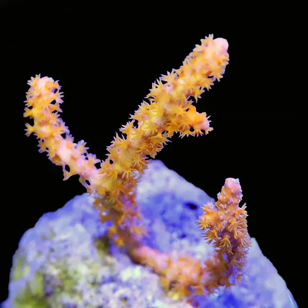 Tangerine Sea Fan (Annella sp.)