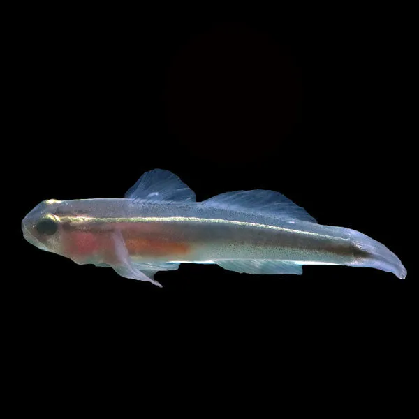 Yellowline Sponge Goby (Elacatinus horsti)