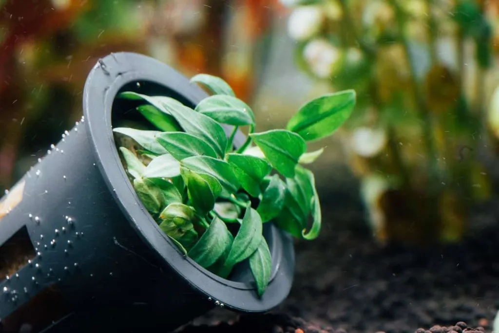 Anubias Chili (Anubias barteri var. nana 'Chili')